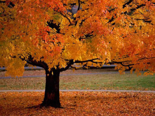 عکس درخت پاییزی