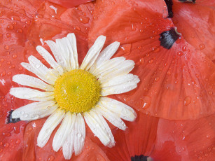عکس گل مروارید و قطره آب