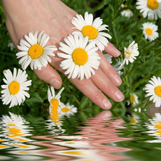 عکس گل مروارید و دست