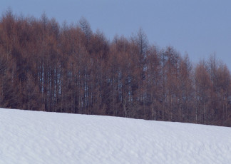 عکس برف و درختان