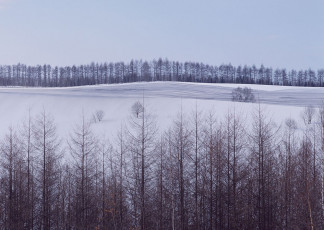 عکس درختان و برف
