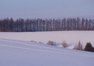 عکس درختان در برف