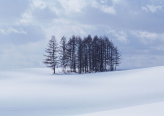 عکس درخت ها در برف