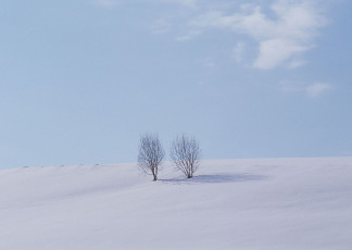 عکس درخت در برف