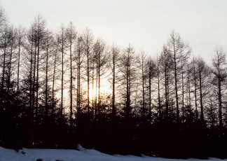 عکس درخت و آفتاب در برف