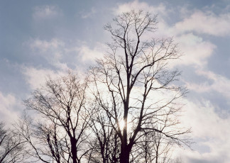 عکس درخت خشک و آفتاب