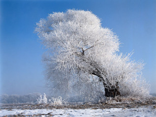 عکس درخت سفید در برف