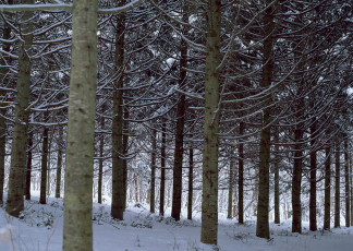 عکس درخت های جنگل در برف