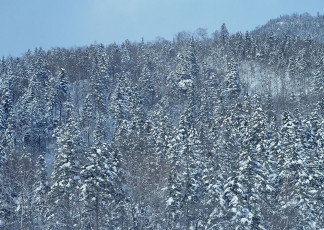 عکس درختان پوشیده از برف