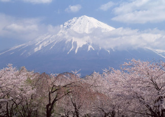 عکس شکوفه درختان و قله برفی