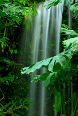 عکس گیاهان سبز و آبشار