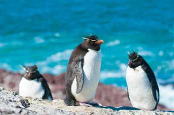 عکس پنگوئن