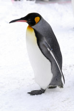 عکس حیوان پنگوئن
