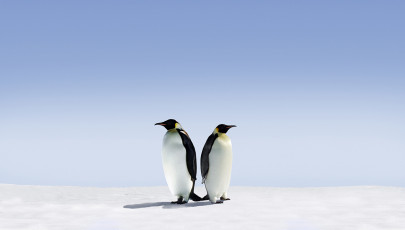 عکس دو پنگوئن