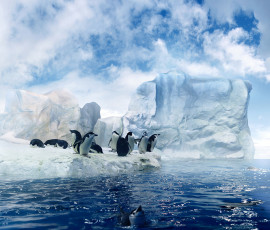 عکس دسته پنگوئن ها در آبهای قطب