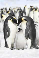 عکس خانواده پنگوئن