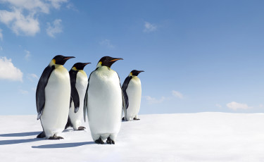 عکس دسته پنگوئن ها در برف