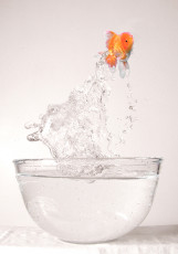 عکس ماهی قرمز و کاسه آب