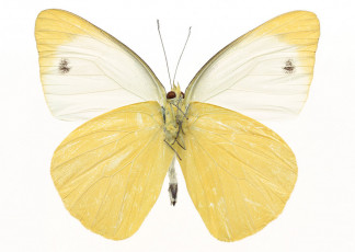 عکس پروانه زرد و سفید