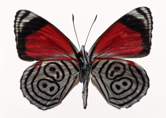 عکس پروانه قرمز با بالهای زیبا