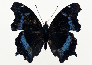 عکس پروانه مشکی و آبی