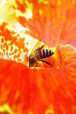 عکس زنبور عسل و گل