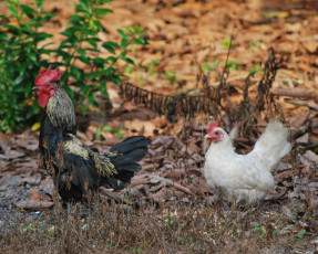 عکس مرغ و خروس