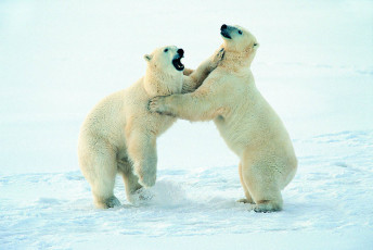 عکس خرس قطبی سفید در حال جنگ