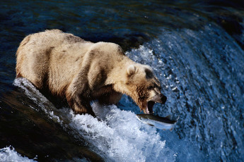 عکس خرس سفید در حال ماهی گرفتن