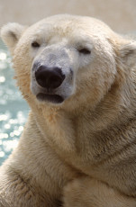 عکس خرس قطبی سفید