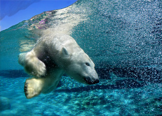 عکس خرس قطبی سفید در رودخانه