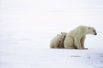 عکس خرس سفید قطبی با توله