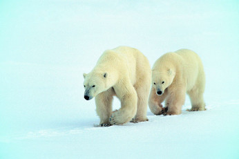 عکس خرس های قطبی سفید در برف