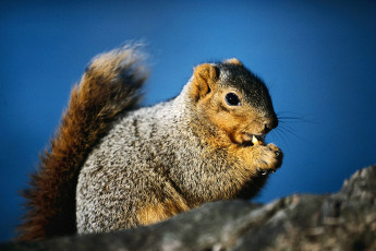عکس سنجاب کوچک در حال غذا خوردن