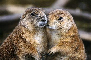 عکس دو سنجاب کوچک جنگلی