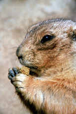 عکس سنجاب در حال غذا خوردن