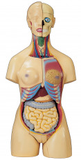 عکس آناتومی بدن زن