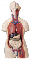 عکس آناتومی اعضای بدن مرد