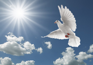 عکس کبوتر سفید در آسمان