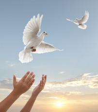 عکس کبوتر سفید و دست