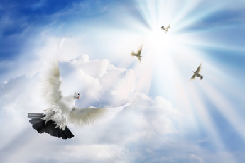 عکس پرواز کبوتران در آسمان