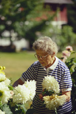 عکس پیرزن در حال گل چیدن