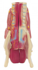 عکس آناتومی اعضای داخلی بدن