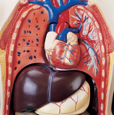 عکس آناتومی داخلی بدن انسان