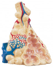 عکس اندام های داخلی بدن