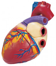عکس آناتومی قلب انسان
