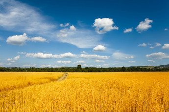 عکس آسمان جنگل و گندمزار