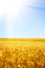 عکس گندمزار و خورشید