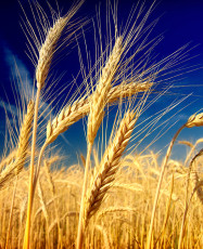عکس خوشه گندم در گندمزار