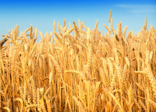 عکس خوشه های گندم در گندمزار